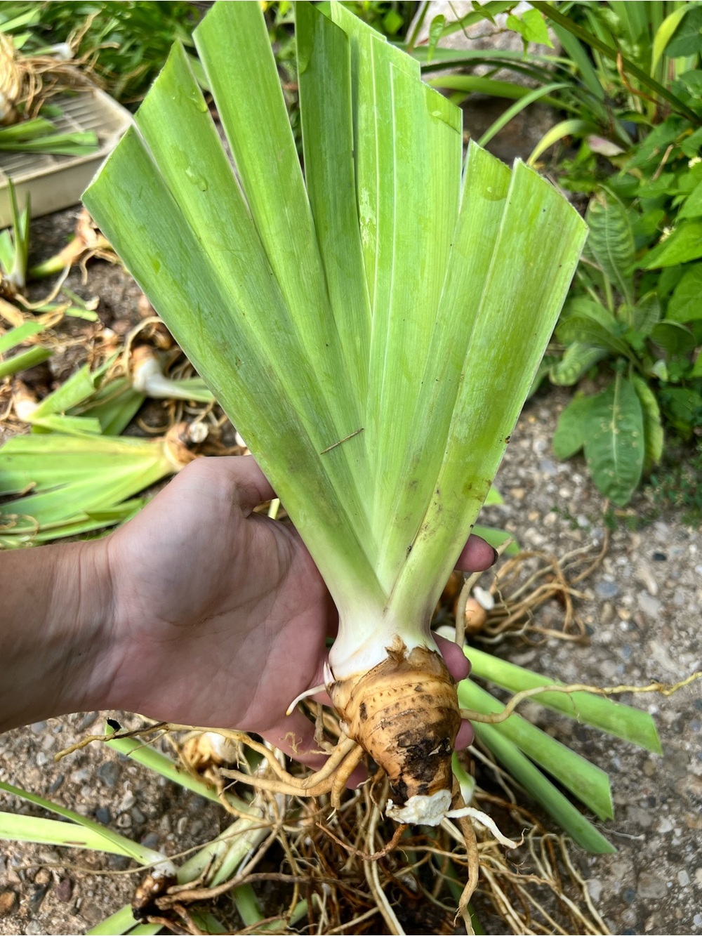 3 Large Rhizomes Purple Irises - Picture 2 of 4